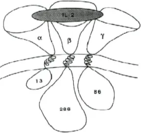Fig. 4- Esquema da ligação da IL-2 ao seu receptor de alta afinidade. Adaptado de Smith KA, et  ai