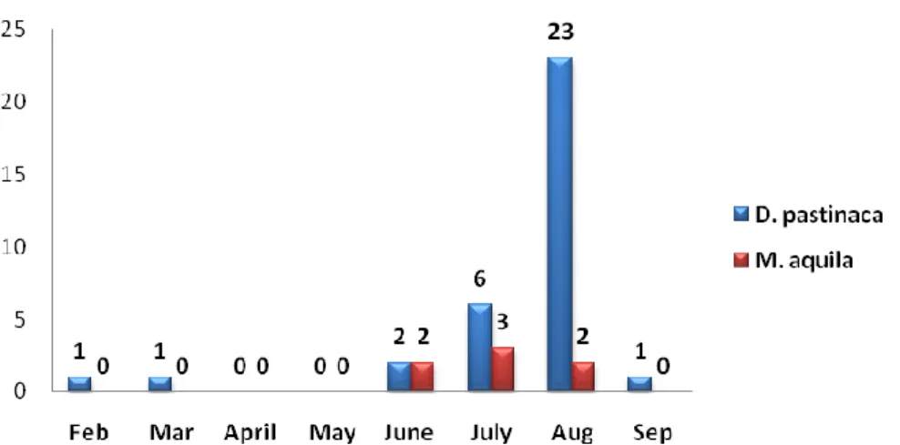 Figure 4- Number of individuals and species observed and registered during each month for the dives