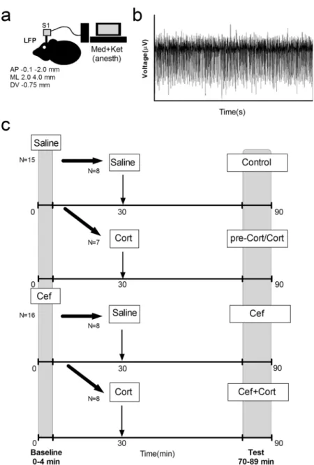 Figure 1.  Experimental design. (a) Local Field Potentials (LFPs) were recorded from the primary 