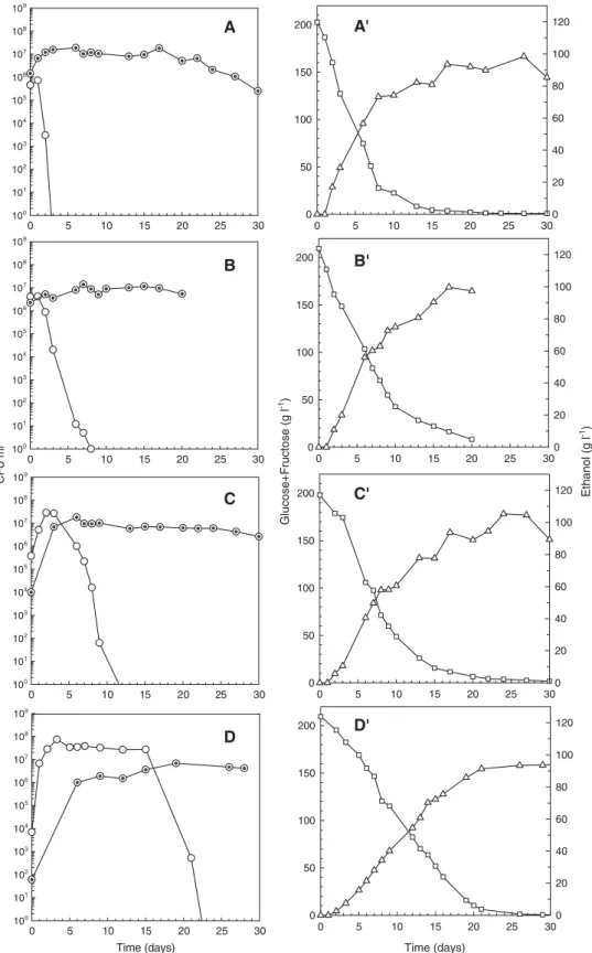 Fig. 3. Viable cells of H. guilliermondii (Hg) ( ○ ) and S. cerevisiae (Sc) ( ⊙ ), glucose and fructose consumption ( □ ) and ethanol production ( ▵ ), during the mixed cultures performed with different (Sc / Hg) inoculum ratios: A, A ′— (3 : 1); B, B ′— (