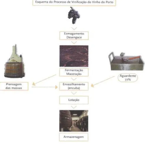 Figura 5. Processo de vinificação do vinho do Porto. 18