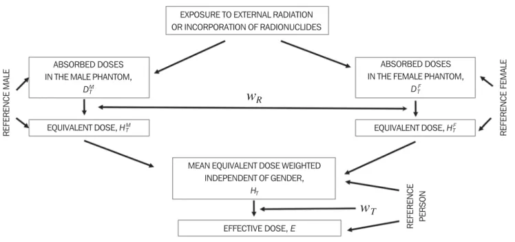 Figure 1. Method adopted by the ICRP to determine the gender-specific independent effective dose through the use of weighted average values for the reference person