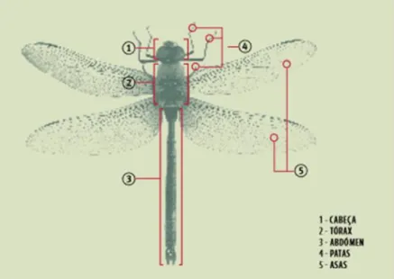 Figura 2. Ilustração da morfologia taxonómica de um inseto. (Adaptado de Pereira et al 2012)