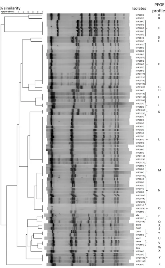 Figure 2. Dendrogram based on the NotI Pulsed-field gel electrophoresis of rare restriction enzyme  digests (REA-PFGE) profiles of the 19 unrelated patterns of the 80 O