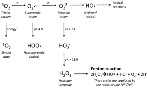 Figure 1.3.2. Oxygen reactive species.  437 
