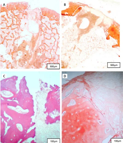 Figure 3.  A) Piezo group 2 days - Inside the site preparation performed using the piezoelectric system; B) Drill cutter group 2 days: Inside the site preparation performed  using the cutting system; C) Piezo group 2 days - Detail of the osteotomized edge 