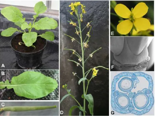 Figure 2.1: B. rapa genotype R-o-18 plant development. A) Seedling three weeks after  sowing, B) Fully expanded rosette leaf, C) mature and fully elongated fruit, D) main shoot  of flowering R-o-18 plant seven weeks after sowing, E) open flower, F) scannin