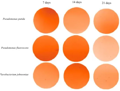 Figure 3.9: Results of B. rapa grown at pH 6.5 in MS medium without P, with bacterial  inoculation on the 5 th  day of the plant growth