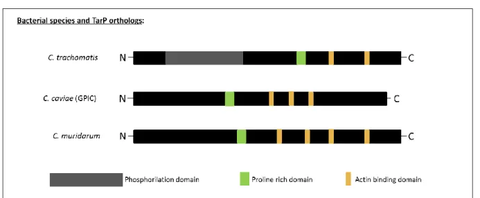Figure 1: A schematic representation of the chlamydial TarP orthologs.  
