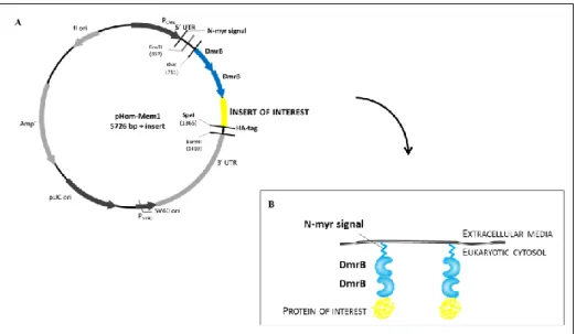 Figure 7: pHom-Mem1 vector as a model to replicate membrane-localised TarP clustering