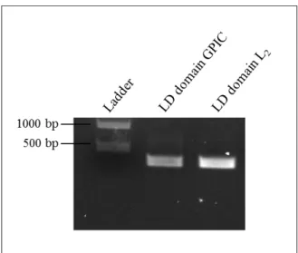 Figure  9:  Amplification  of  TARP  inserts  for  cloning  into  pHom-Mem1.  PCR-amplified  inserts  of  TARP  from two chlamydial species are displayed on a 1,2 % agarose gel, stained with SYBR safe