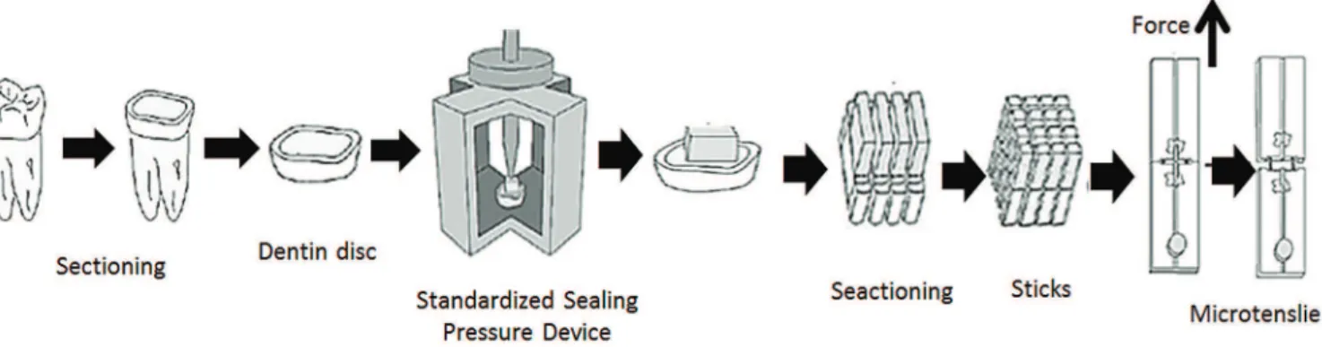 Figure 1. Schematic drawing of Tooth Preparation and Microtensile Bond Test.
