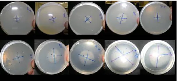 Figure 2. Evaluation of crustaceous chitosan applied in different concentrations inhibiting the growth of Botrytis cinerea in Petri dishes with  BDA medium