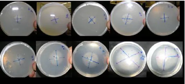 Figure 2. Evaluation of crustaceous chitosan applied in different concentrations inhibiting the growth of Botrytis cinerea in Petri dishes with  BDA medium