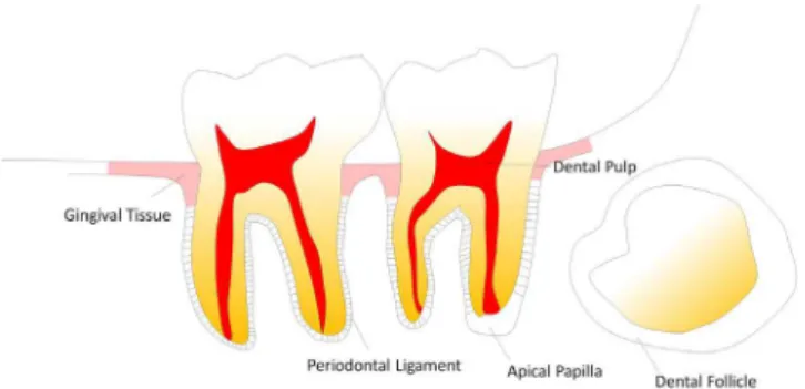Figure 1. Schematic representation of sites with presence of stem cells in the oral  cavity.