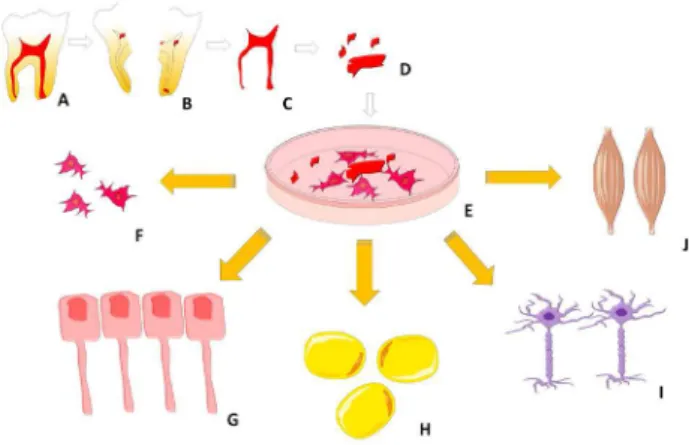 Figure 2. Schematic representation of stem cell isolation from pulp tissue by explant  technique.