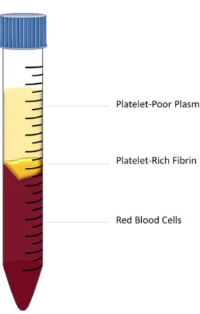 Figure 3. Result of obtaining PRF by centrifugation technique.