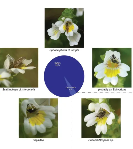 Fig. 8.  Pollinator community of Euphrasia azorica (five species, 21 counted observations, total observation time: 