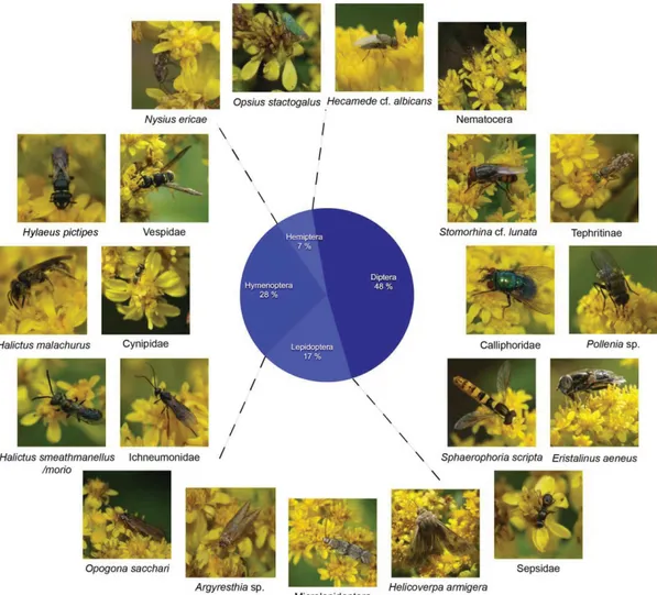 Fig. 9. Pollinator community of Solidago azorica (22 species, 58 counted observations, total observation time: 13  hrs 20 min) with pie chart showing percentage of observations per insect group