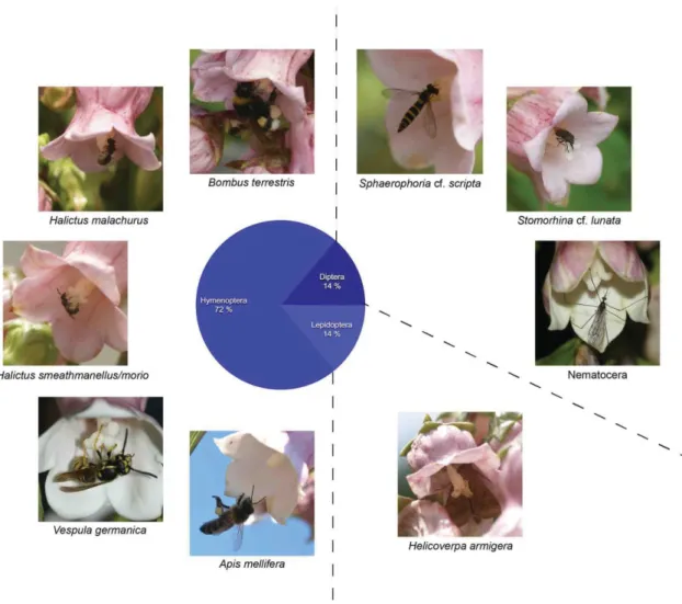 Fig. 10. Pollinator community of Azorina vidalii (nine species, 36 counted observations, total observation time: 17  hrs 50 min) with pie chart showing percentage of observations per insect group