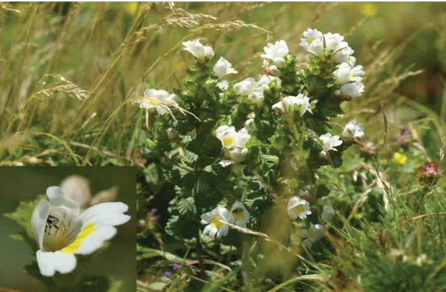 Fig. 3.  Euphrasia azorica in natural high altitude grassland at the rim of the volcanic crater; insert shows the white  two-lipped flower with yellow marking on the lower lip and anthers close to the upper lip