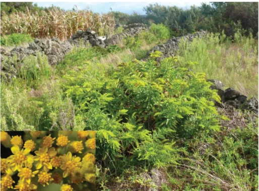 Fig. 4.  Solidago azorica in coastal lowland along a small stone wall in agricultural area; the insert shows the  yellow capitulate with 5-12 ray florets and 7-10 disk florets