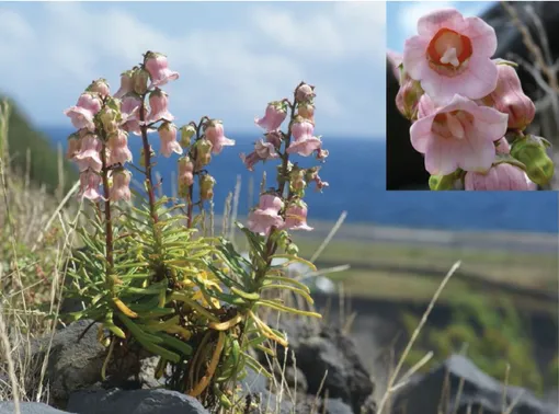 Fig.  5.  Azorina vidalii  in  coastal  lowland  close  to  the  sea;  the  insert  shows  the  pink  campanulate  flower  with  nectar glands at base and large white stigmatic column (upper flower in female phase, lower flower in male phase)