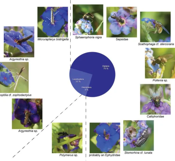 Fig. 7.  Pollinator community of Myosotis azorica (11 species, 32 counted observations, total observation time: 9  hrs 10 min) with pie chart showing percentage of observations per insect group