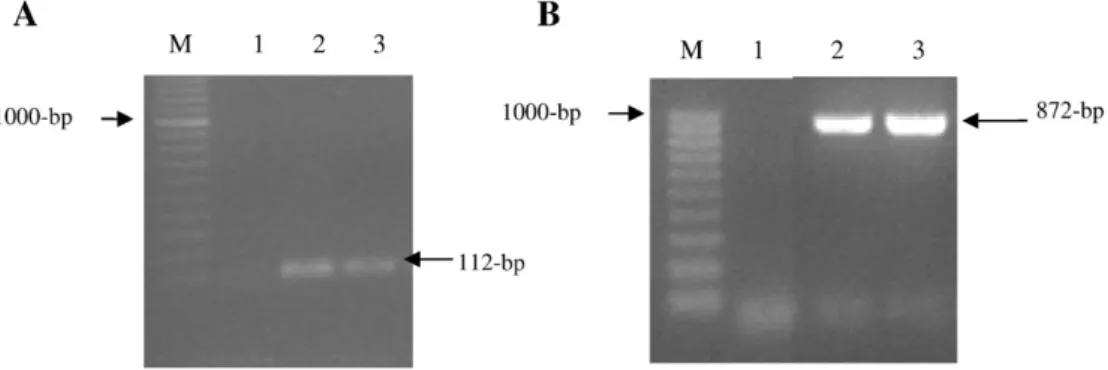 Fig. 2. Growth of strains E. faecium ALP7 (A) and P. pentosaceus ALP57 (B) in APT broth (pH 6.5) at 30 °C