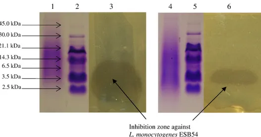Fig. 5. Ampliﬁcation of DNA of strainsE. faecium ALP7 and P. pentosaceus ALP57 with speciﬁc primers for (A) enterocin B and (B) pediocin PA-1, respectively