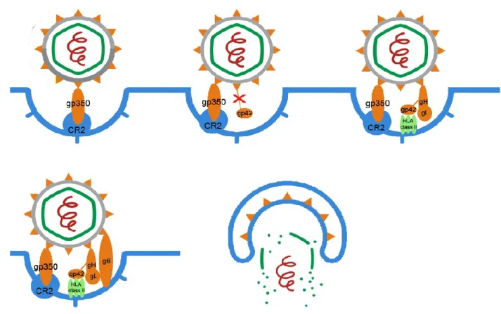 Figure  1.2  -  Model of  EBV entry into  B-lymphocytes. The  first interaction occurs between gp350 and  CR2