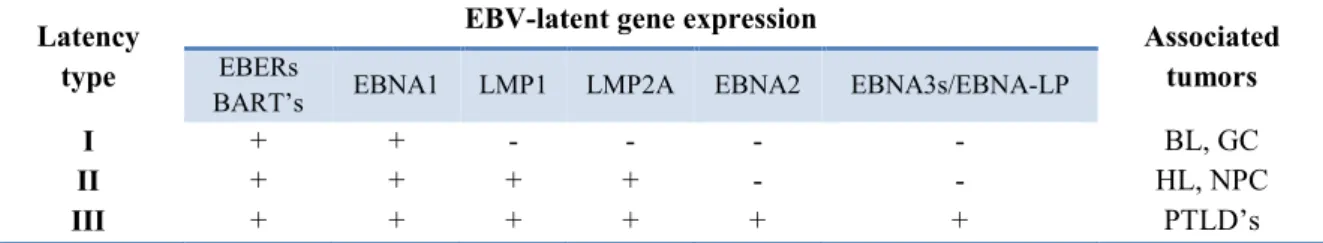 Table  1.2  -  Latency  pattern  of  EBV  according  to  latent  gene  expression  and  associated  malignancies  (Lorenzetti et al., 2010) 