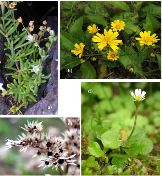 Figure 1.  a) Spergularia azorica Lebel., b) Leontodon filii (Hochst. ex Seubert) Paiva &amp; Ormonde,       c) Luzula purpureo-splendens Seub., d) Bellis azorica Hochst