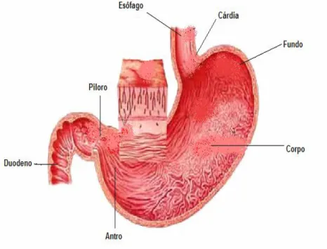 Figura 8 – Anatomia do estômago humano. (Retirado de: Pinto, 2009). 9
