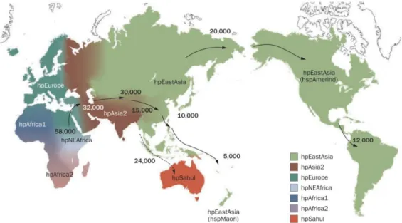 Figura  11  –  Distribuição  geográfica  dos  fenótipos  de  H.  pylori,  verificada  aproximadamente à 58 milhões de anos
