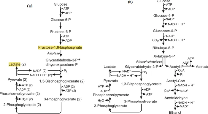 Figure  3.  Homofermentative  (a)  and  heterofermentative  (b)  pathways  of  sugar  metabolism  (Fugelsang and Edwards, 2007)