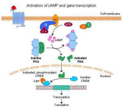 Figura  7:  Via  de  ativação  da  proteína  kinase  A  (PKA).  A  PKA  inativa  é  um  tetrâmero  composto  por  duas  subunidades  reguladoras  e  duas  subunidades  catalíticas  unidas  entre  si