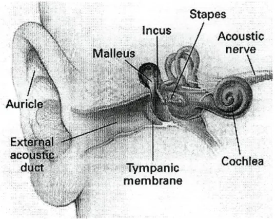 Figura 1-1 Esquema do Ouvido Externo, Médio e Interno. Retirado de N Eng J Med 2000; 