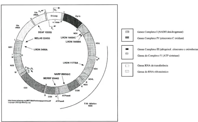 Figura 1-5 Genoma mitocondrial 