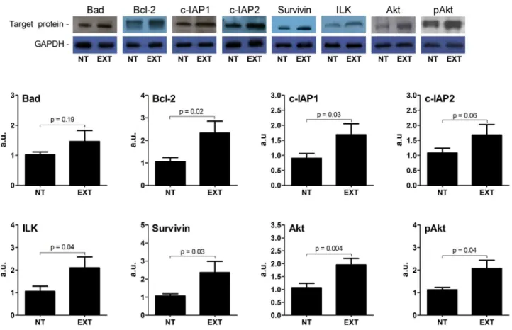 Figure 1. The protein expression for pro- (Bad) and anti (Bcl-2, c-IAP1, c-IAP2, ILK, Survivin, Akt and pAkt) - apoptotic factors by Western  blot in myocardium