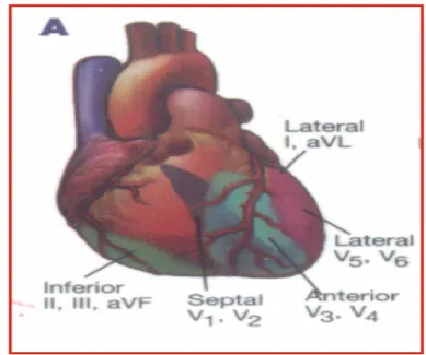 Figura 02. Regiões do coração de acordo com o Infarto Agudo do Miocárdio  Fonte: Suporte Avançado de Vida em Cardiologia (ACLS), 2008