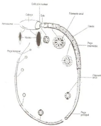 Figura 1 - Partes Constituintes do Espermatozóide  Adaptado: Baril et al., 1993 