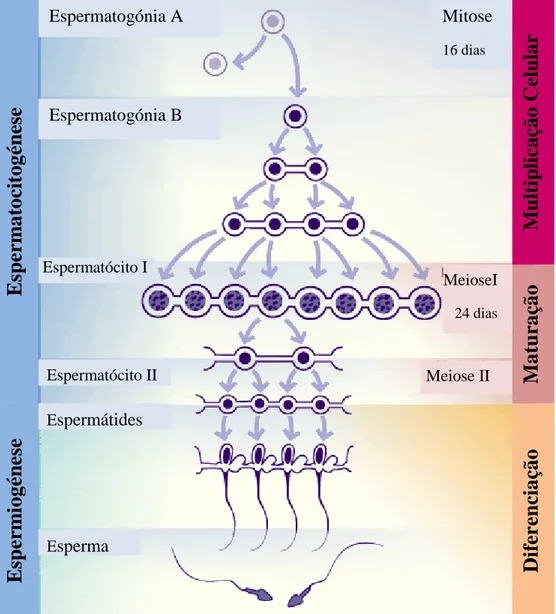 Figura 2 - Esquema ilustrativo das etapas da Espermatogénese  