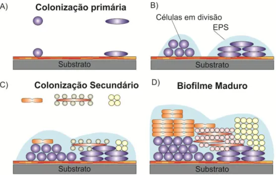 Fig. 1 – Representação da formação do biofilme. (A) Início do biofilme - implantação da comunidade  pioneira sobre um substrato; (B) células em divisão; (C) implantação de uma colonização secundária a partir  de células bacterianas isoladas ou em agregados