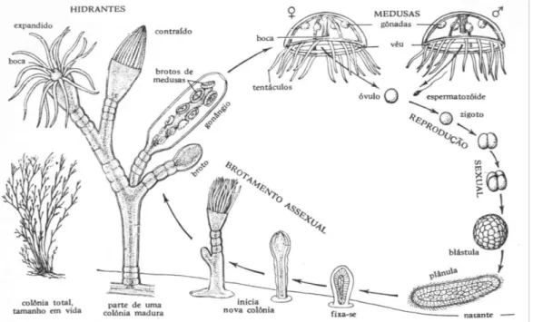 Fig.  7  -  Exemplo  do  ciclo  de  vida  de Obelia  onde  existe  a  fase  de  pólipo  e  a  fase  de  medusa  (reprodução  assexuada  e  sexuada,  respetivamente)  (in:   http://cfb7cmpa.blogspot.pt/2011/06/reproducao-e-nutricao-dos-cnidarios.html)