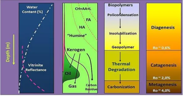 Figura 1.1 - Esquema geral da evolução da matéria orgânica desde que se deposita nos sedimentos  até à zona metamórfica (adaptado de Tissot &amp; Welte, 1984) 