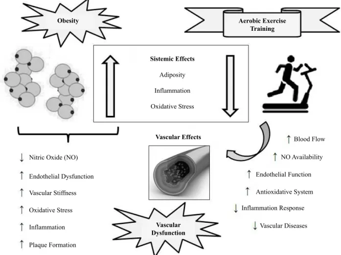 Figure 1. Chronic effects of aerobic exercise training on vascular dysfunction in obese animals.