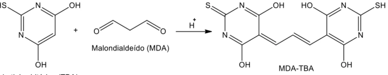 Figura 6. Reação de MDA e TBA na formação de TBARS. 