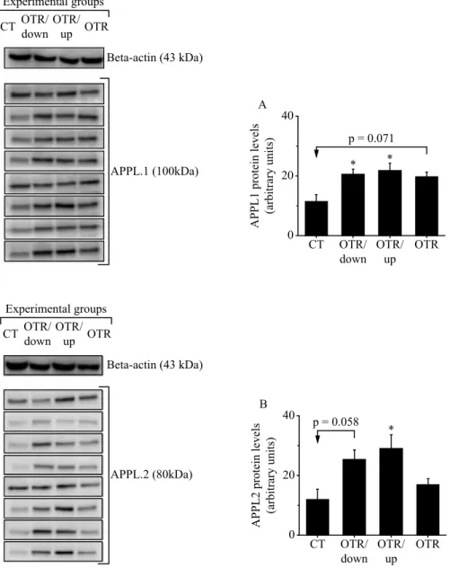 Figure 1. Protein levels (arbitrary units) of APPL1 (A) and APPL2 (B). Data correspond to the mean ± SE of 8 mice