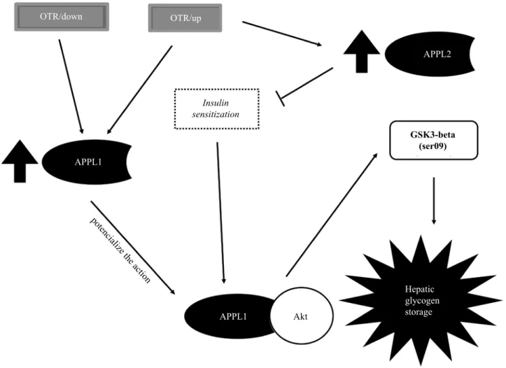 Figure 2. A squematic igure representing the possible mechanisms by which APPL1 and APPL2 act in the liver of overtrained mice